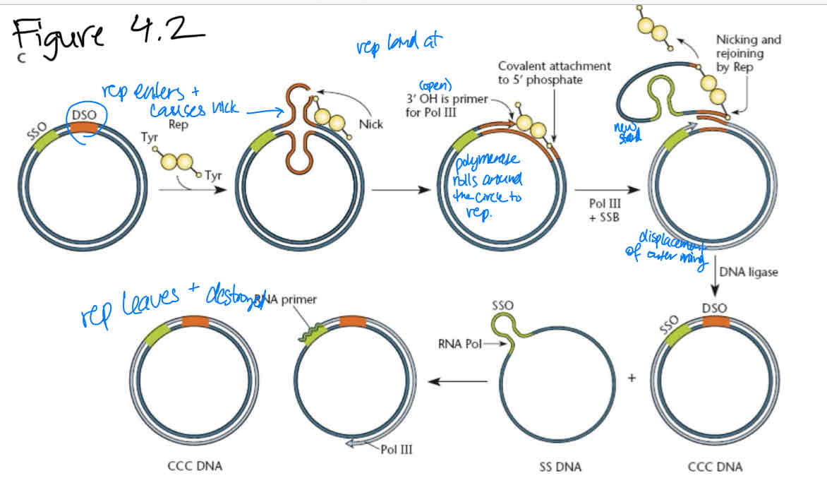 <ol><li><p>Rep protein recognizes a palindromic sequence (double strand origin, DSO) in the DNA and makes a nick</p></li><li><p>Free 3’ OH primer for DNA pol III to make new strand using other strand as template, displacing the nicked single strand</p></li><li><p>The displaced single stranded DNA is replicated using only host-encoded proteins</p><ul><li><p>RNA polymerase makes a primer at a different single strand origin (SSO) and DNA pol III synthesizes the other strand starting at the primer using the single strand as a template</p></li></ul></li><li><p>Rep is used once for each round of replication and is then destroyed —&gt; the level of Rep controls the plasmid number</p></li></ol>