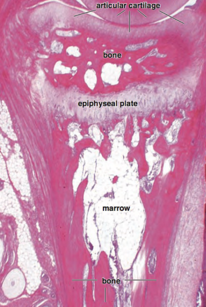 <p>what cartilage</p>