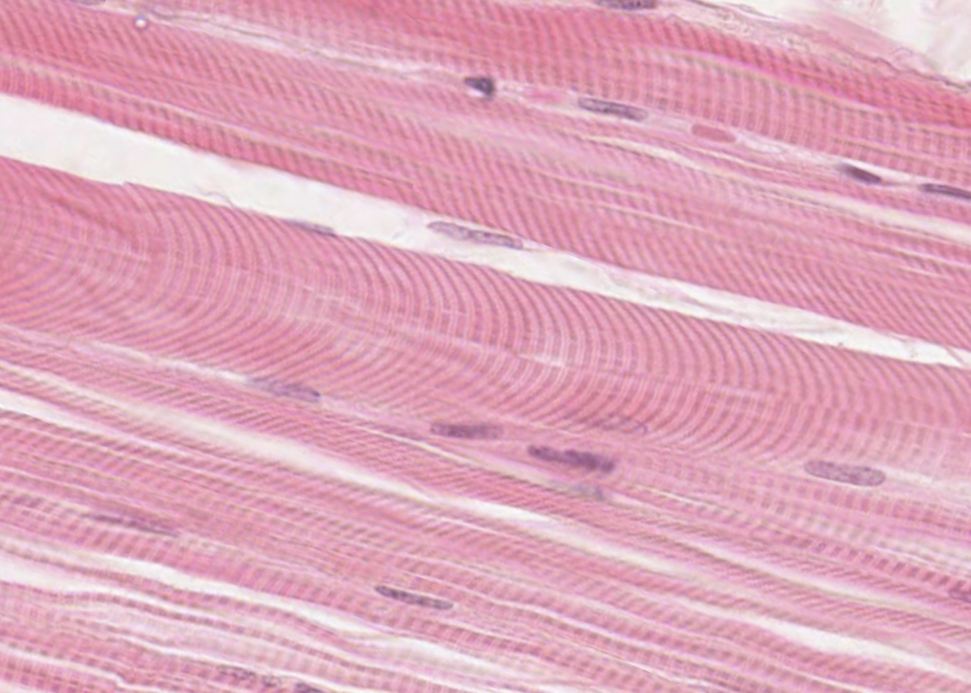 <p>Muscular Tissue</p>