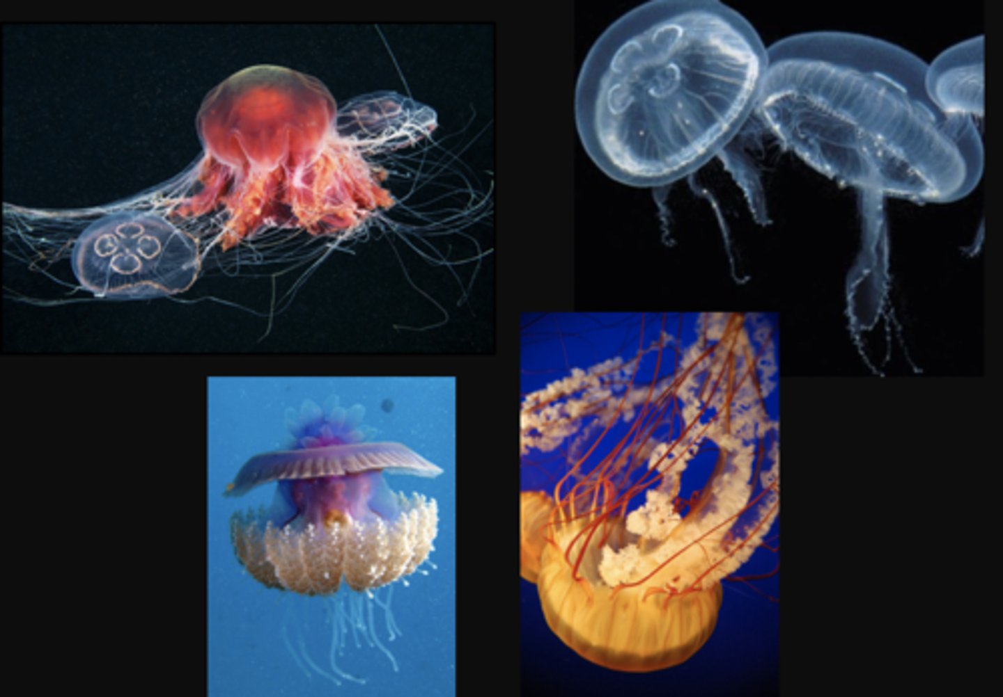 <p>Phylum: Cnidaria</p><p>Class: Scyphozoa</p><p>Common Name: True sea</p>