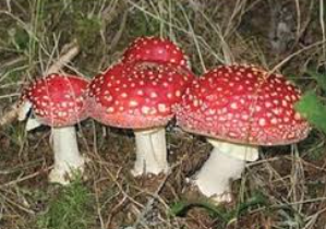 <p>Name the mode of nutrition of <span>Basidiomycota</span></p>