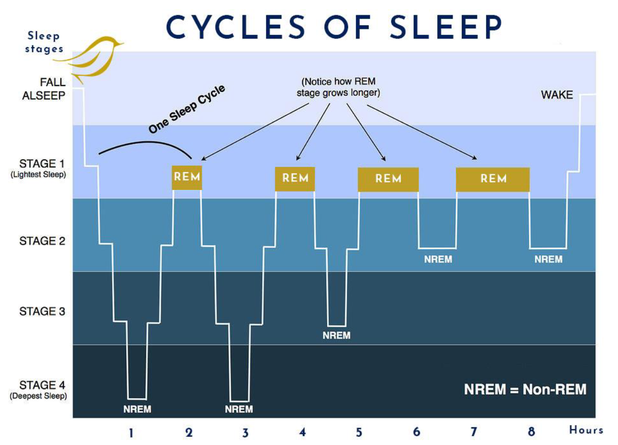 <p>usually lasts around 90 minutes</p>