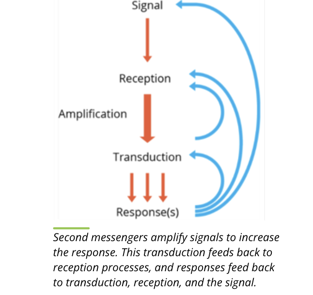 <p>key features</p><ul><li><p>small in size</p></li><li><p>diffuse rapidly in the cytosol or membrane</p></li><li><p>can amplify signals so that the interaction of just a few ligands with their receptors can trigger a much larger response within a cell by mobilizing second messengers</p></li><li><p>they do not hang around in the cytosol for too long</p></li></ul><p></p><ul><li><p>second messengers such as cAMP and cGMP are degraded by specific enzymes called phosphodiesterases, while ionic messengers such as Ca2+ are sequestered into cellular organelles</p></li><li><p>other examples include hydrophobic molecules such as diacyglycerol (DAG) and inositol triphosphate (IP3) and some gasses like nitric oxide (NO)</p></li></ul><p></p>