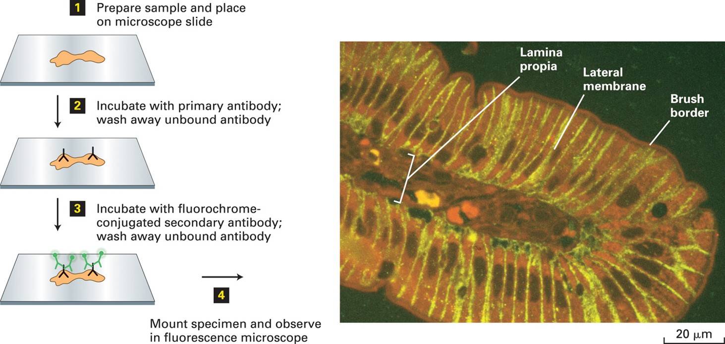 <p>Primary antigen is dispensed, incubated, and then excess is washed off. Secondary antigen with chromophore is dispensed and glows where primary antigen is bound. This allows for in vitro staining.</p>