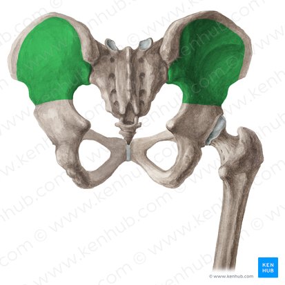 <p>1) het boven vlak is de facies glutea: deze vlakte bied een aanhechtingsplaats voor de zware gluteusspieren (bilspieren)</p><p></p><p>2) de onderkant bevat de facies auricularis: dit gewrichtsvlak articuleert met het gelijknamige vlak op het sacrum</p>