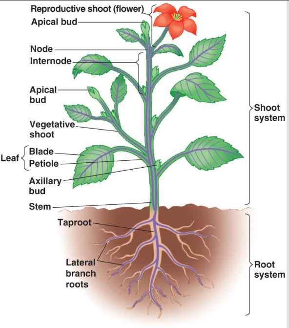 <p>System: a group of tissues and organs that perform a specific function. </p><p>Root system and shoot system</p>
