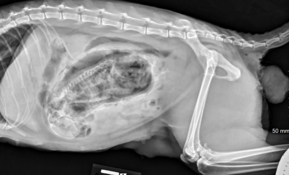 <p>What fetal position is observed that would result in dystocia?</p>