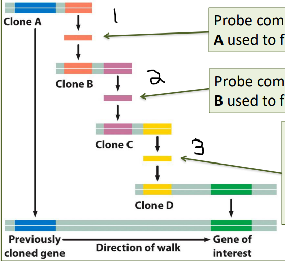 Complementary probes of the end of one clone are used to find the position of the overlapping next clone
1) Probe complementary to end of clone A used to find overlapping clone B
2) Probe complementary to end of clone B used to find overlapping clone C
3) Probe complementary to end of clone C used to find
overlapping clone D which contains the gene of
interest
- Ex. Chromosome walking
- Eventually find the gene of interest 
- Can find a gene of interest using linkage analysis with other mapped genes