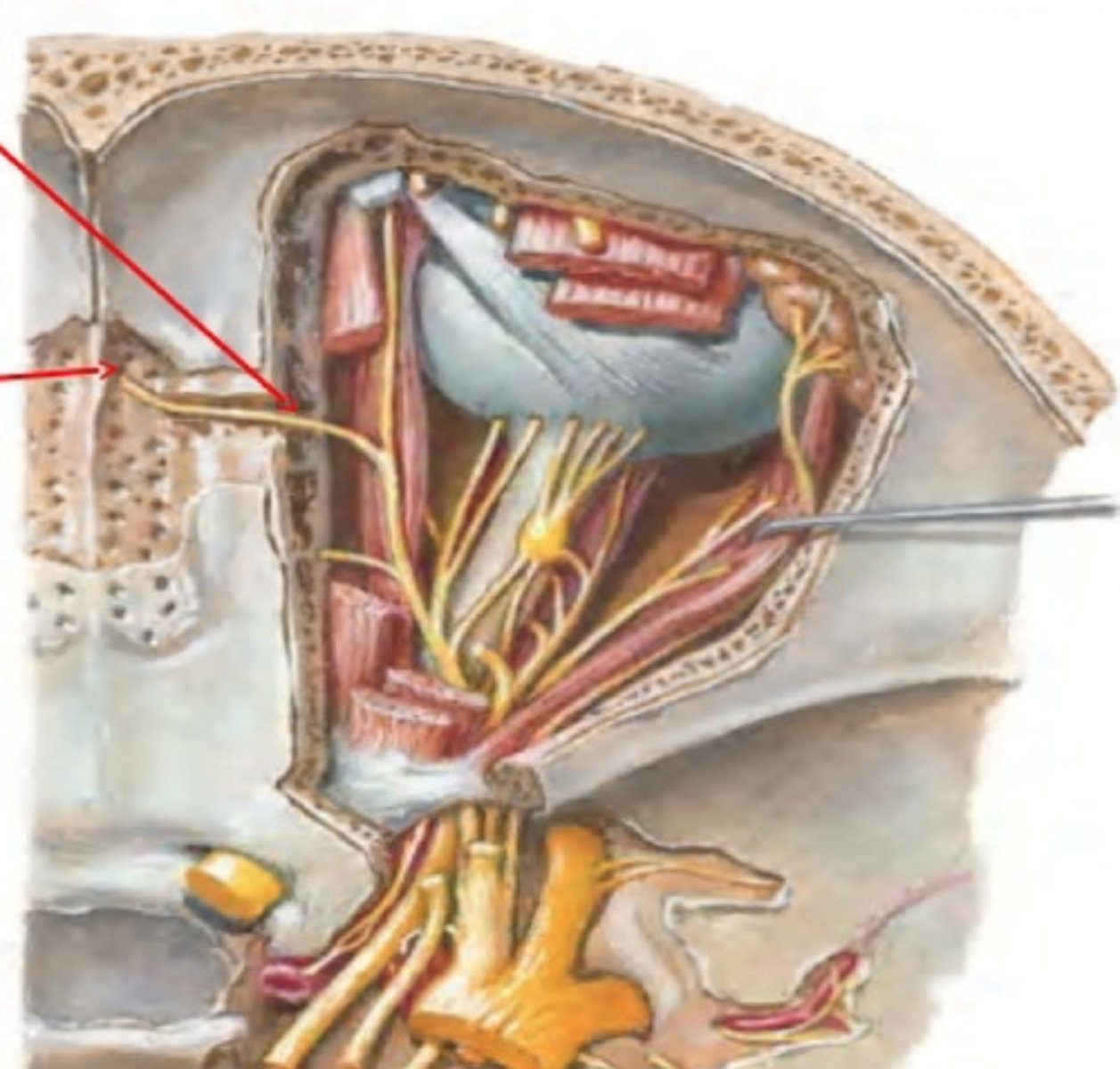 <p>Innervates anterior ⅓ of nasal passage</p>