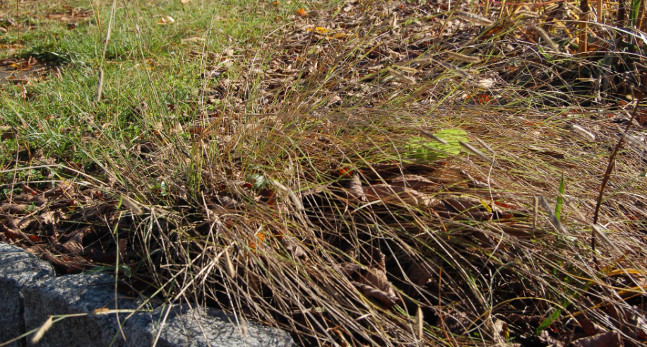 <p>warm season grass, ,mustache shaped seed heads, shorter habit, doesn’t tolerate competition</p>