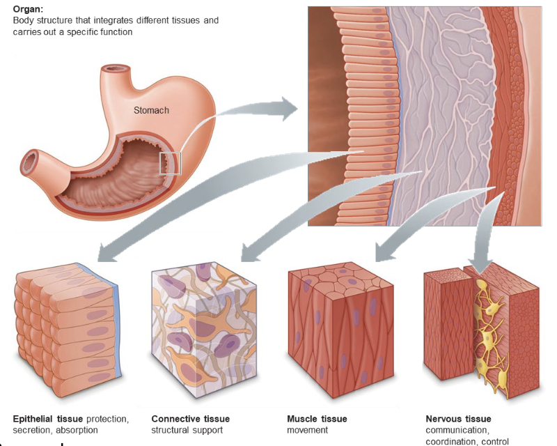 <p>made up of several tissue types; consists of two or more primary tissue types organized to perform particular functions</p>