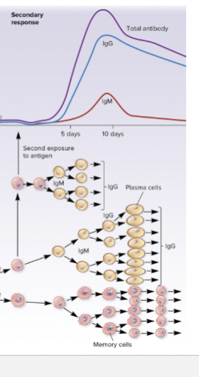 <p>Secondary Response components</p>