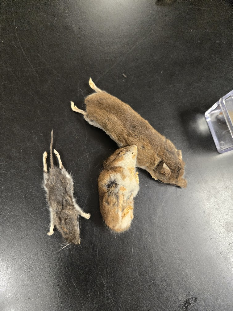 <p><span><span>▣ large protruding eyes,</span></span><br><span><span>black eyes, large ears,</span></span><br><span><span>long coarse whiskers,</span></span><br><span><span>upperparts gray to</span></span><br><span><span>reddish brown and</span></span><br><span><span>underparts are white</span></span><br><span><span>▣ Furred tail</span></span></p>