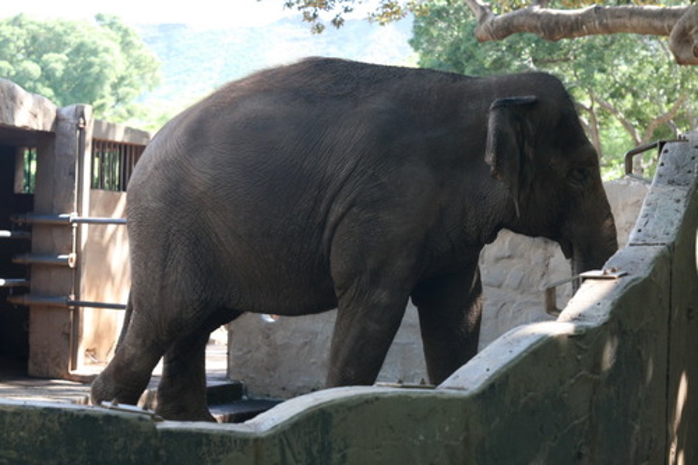 <p>(adj) Heavy and slow moving; Think about a giant, sleepy bear or a big elephant. They walk very slowly and heavily. Thump... thump... thump. That slow, heavy way of moving is ___. It's like when you try to carry Daddy's big shoes around the house.</p>
