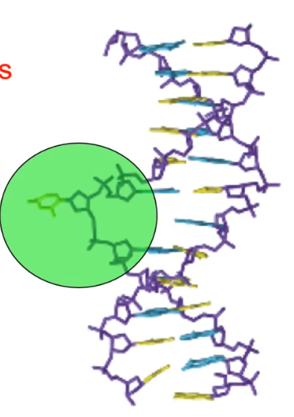 <p>it flips in out of helix and you lose a hydrogen bond&nbsp;</p>