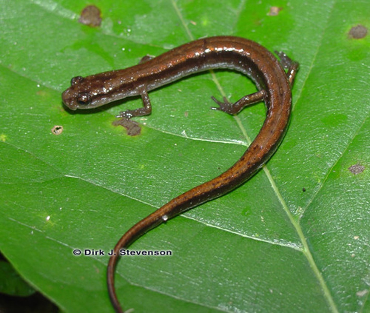 <p>What salamander has:</p><p>- A broad yellow/brown back stripe bordered by two darker, parallel stripes</p><p>- A plain grey belly</p><p>- A small body</p><p>- Four toes on each hind foot</p><p>- Hatchlings in early January</p><p>- A range across the southern half of GA, preferring the low southern half</p>