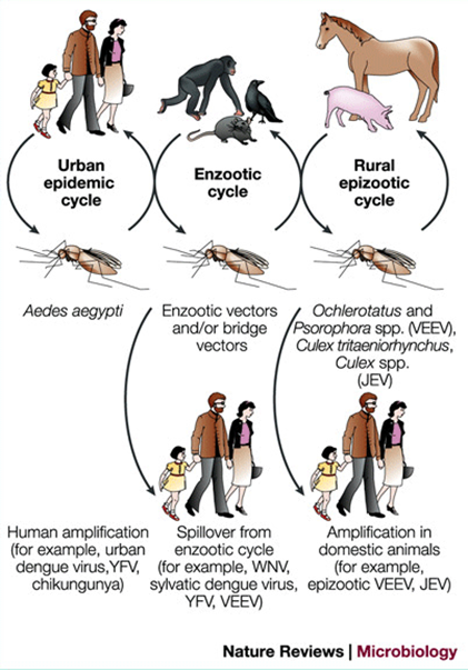 <ul><li><p>Mainly by <strong>mosquito or tick vectors (arboviruses)</strong>. </p></li><li><p>Human-to-human transmission can happen through <strong>blood/platelet transfusion (all), sexual and vertical (Zika)</strong>.</p></li></ul><p></p>
