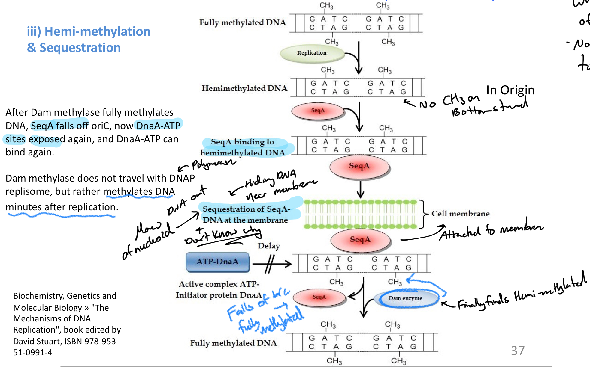 <p>DNA = methylated </p><ol><li><p>After replication DNA = HEMIMETHYLATED (only one strand methylated)&nbsp;</p></li><li><p><strong>SeqA</strong> binds to <em>oriC</em> in un-methylated areas = <strong>blocks binding of DnaA-ATP</strong></p></li><li><p>Bound SeqA = drawn to cell membrane + <em>hidden from methylation enzyme</em></p></li><li><p>Once found + <strong><u>methylated, SeqA falls off</u></strong> of oriC = DnaA-ATP can bind</p></li></ol><p></p>