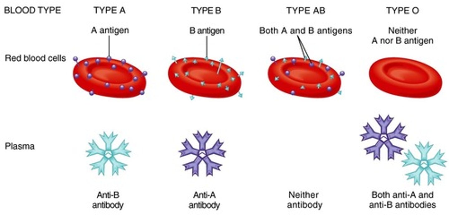 <p>Blood may contain preformed anti-A or anti-B</p><p>- Act against transfused RBCs with ABO antigens not present on recipient's RBCs</p><p>- Anti-A or anti-B form in blood at about 2 months of age, reaching adult levels by 8-10 years of age</p>