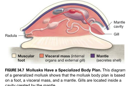 secretes the shell and covers the gills