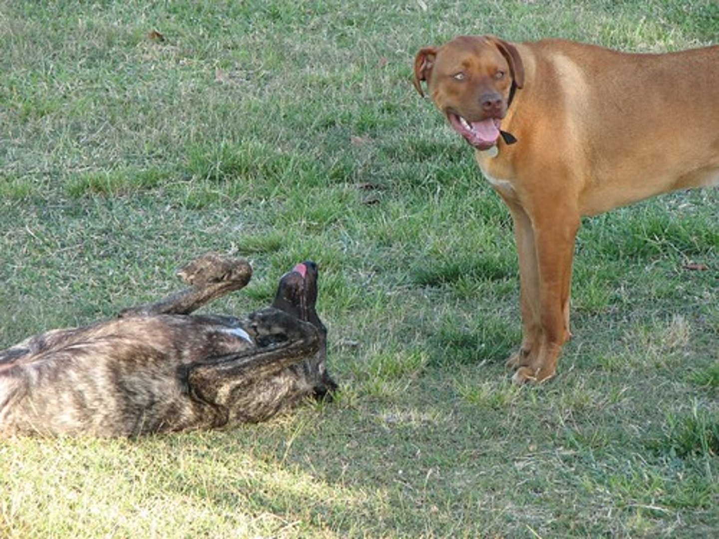 <p>No eye contact, body kept small, may roll over, facing away from more dominant individuals</p>