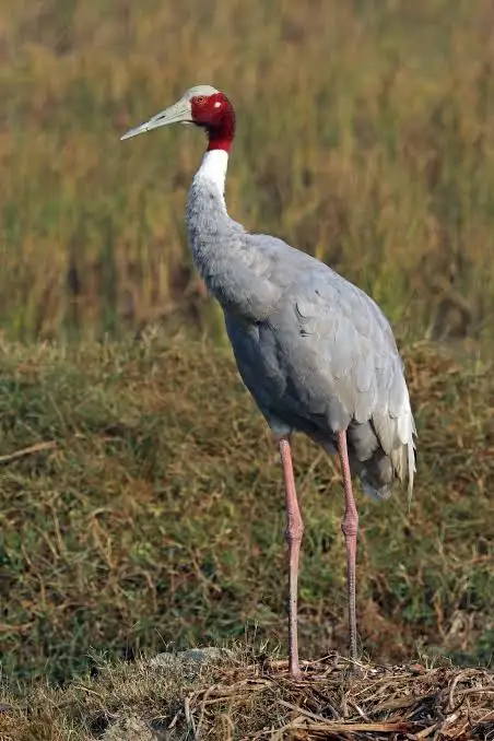 <p>Sarus Crane</p>