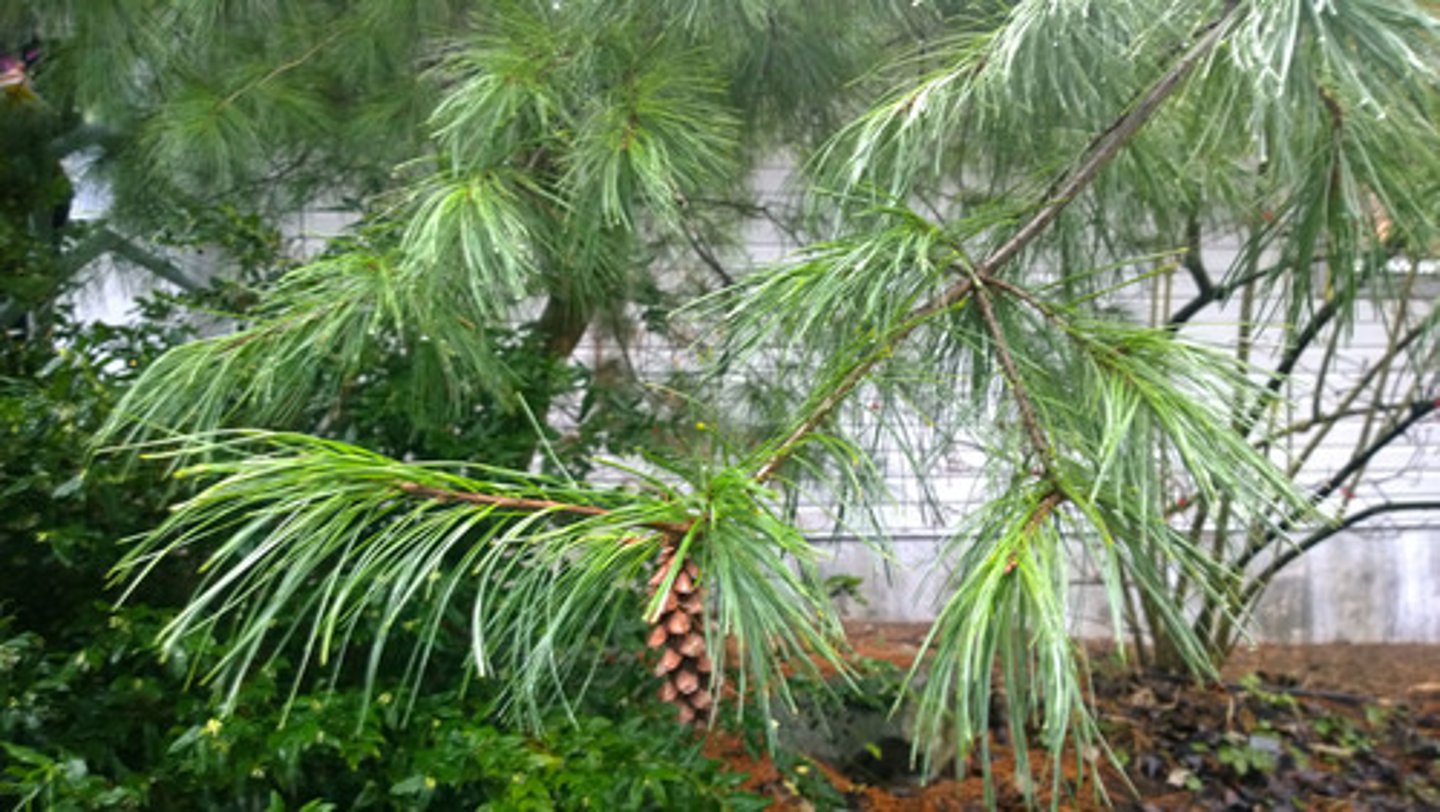 <p>Eastern White Pine</p>