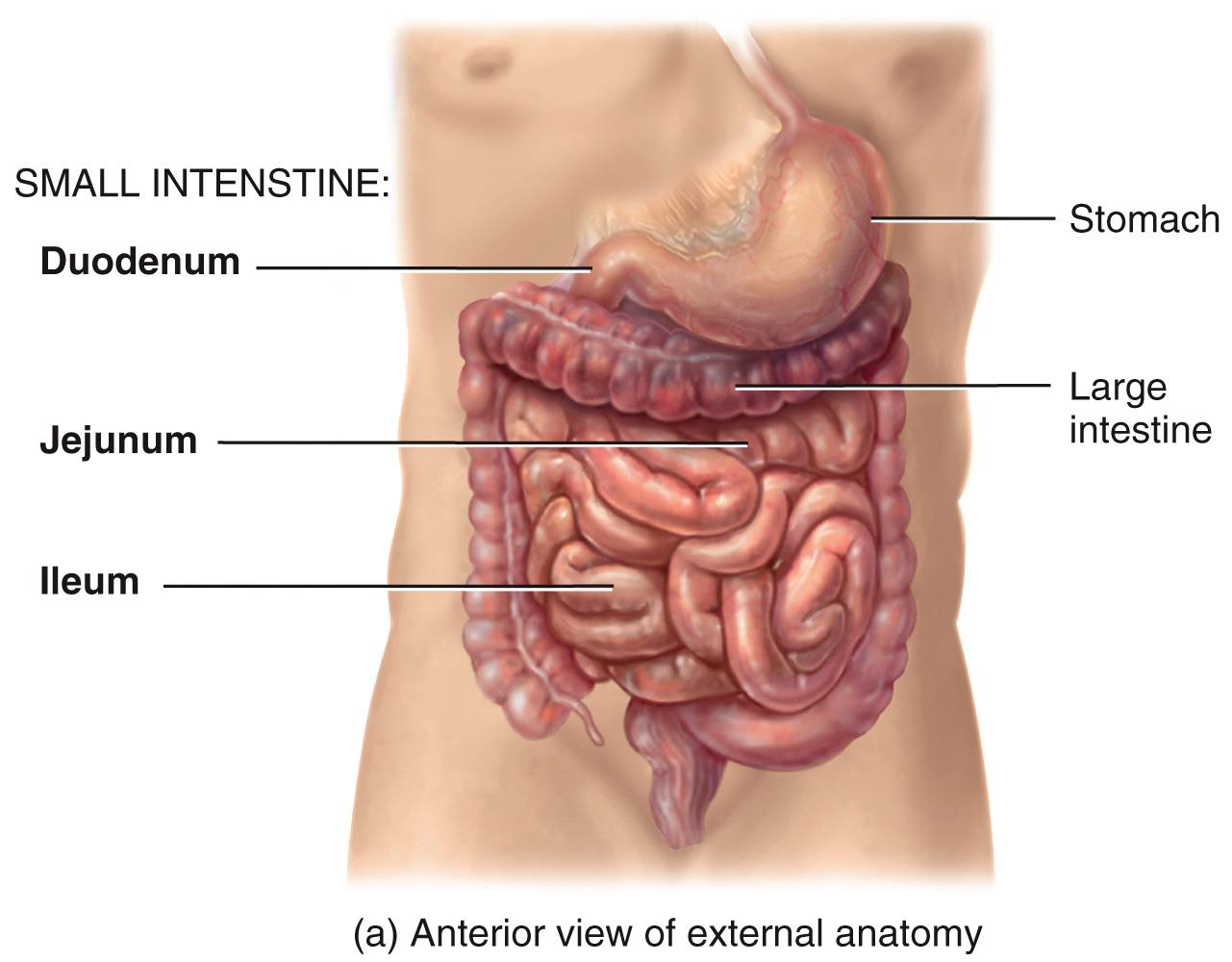 <p>THE MAJORITY OF DIGESTION AND ABSORPTION OCCUR</p><p></p>