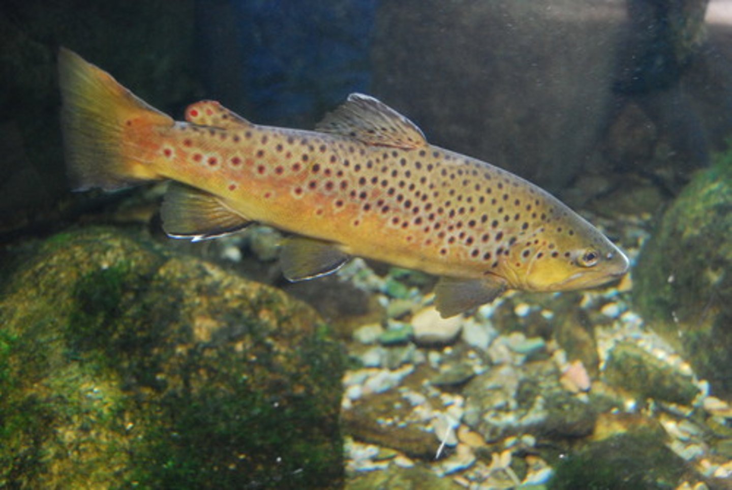 <p>Order Salmoniformes;</p><p>Salmons, Trouts, and Chars;</p><p>-Adipose fin present</p><p>-Lacks barbels, body with small scales</p><p>-Freshwater and anadromous</p><p>-10 genera, 223 species</p><p>-3 TN species</p>