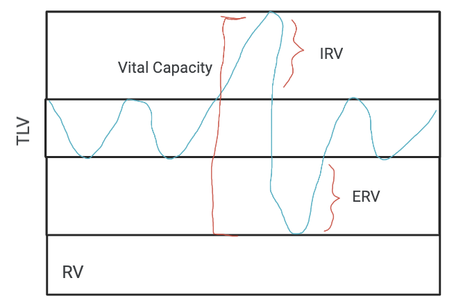 <ol><li><p>tidal volume</p></li><li><p>vital capacity</p></li></ol>