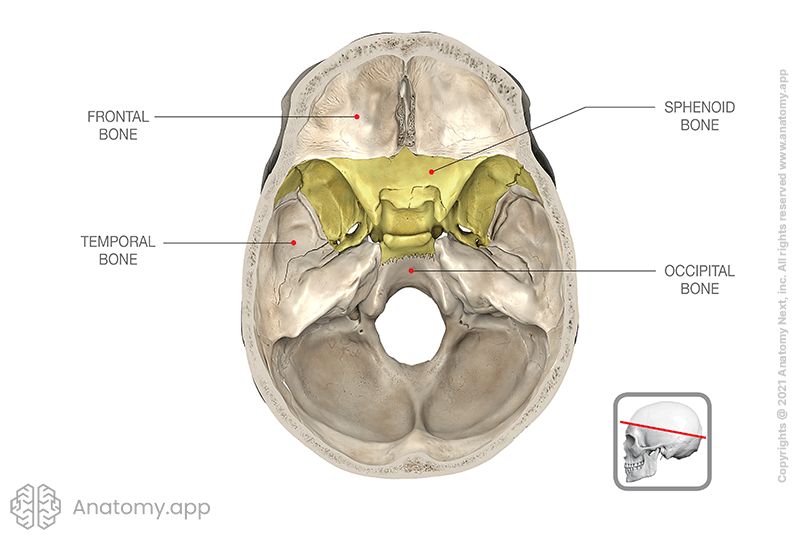 <p>A single bone that lies in the <strong>base</strong> of the <strong>skull</strong> between the <strong>frontal</strong>, <strong>temporal</strong> and <strong>occipital</strong> bones.</p>