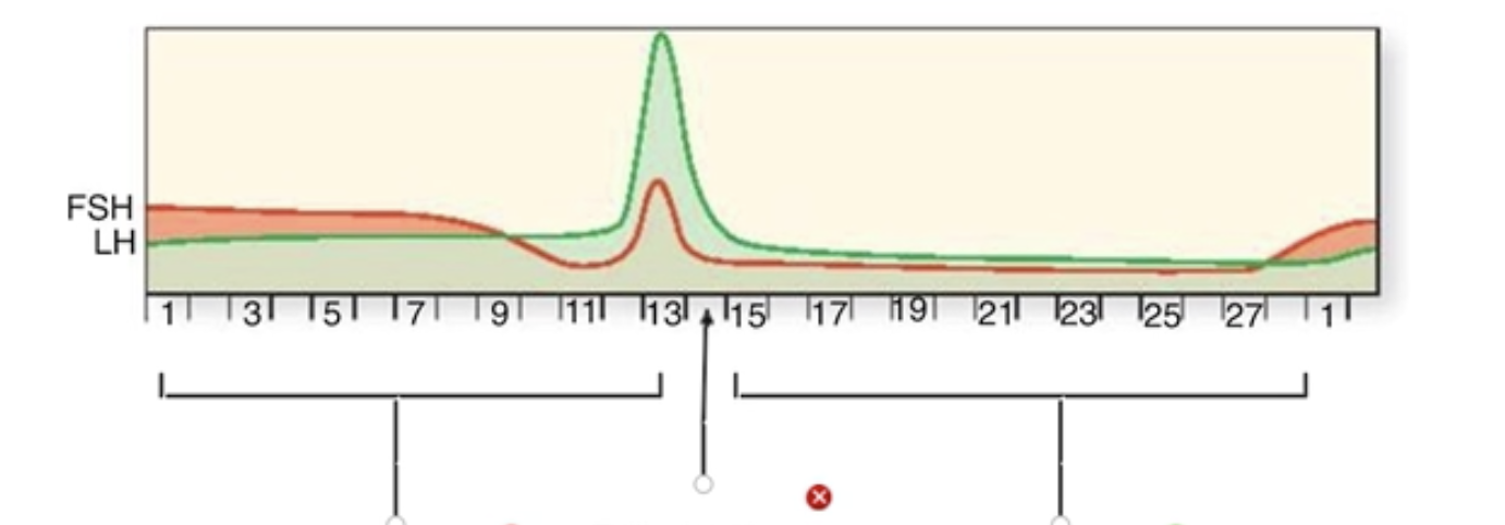 <p>Ovarian Cycle</p><p class="p1">Label the stages of the ovarian cycle in the figure, based on the levels of FSH and LH, and days of the month.</p><p class="p1"></p><ul><li><p class="p1">Ovulation</p></li><li><p class="p1">Follicular phase</p></li><li><p class="p1">Luteal phase</p></li></ul><p></p>
