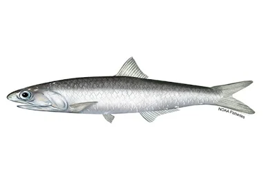 <p>What type of eye does the fish have </p>