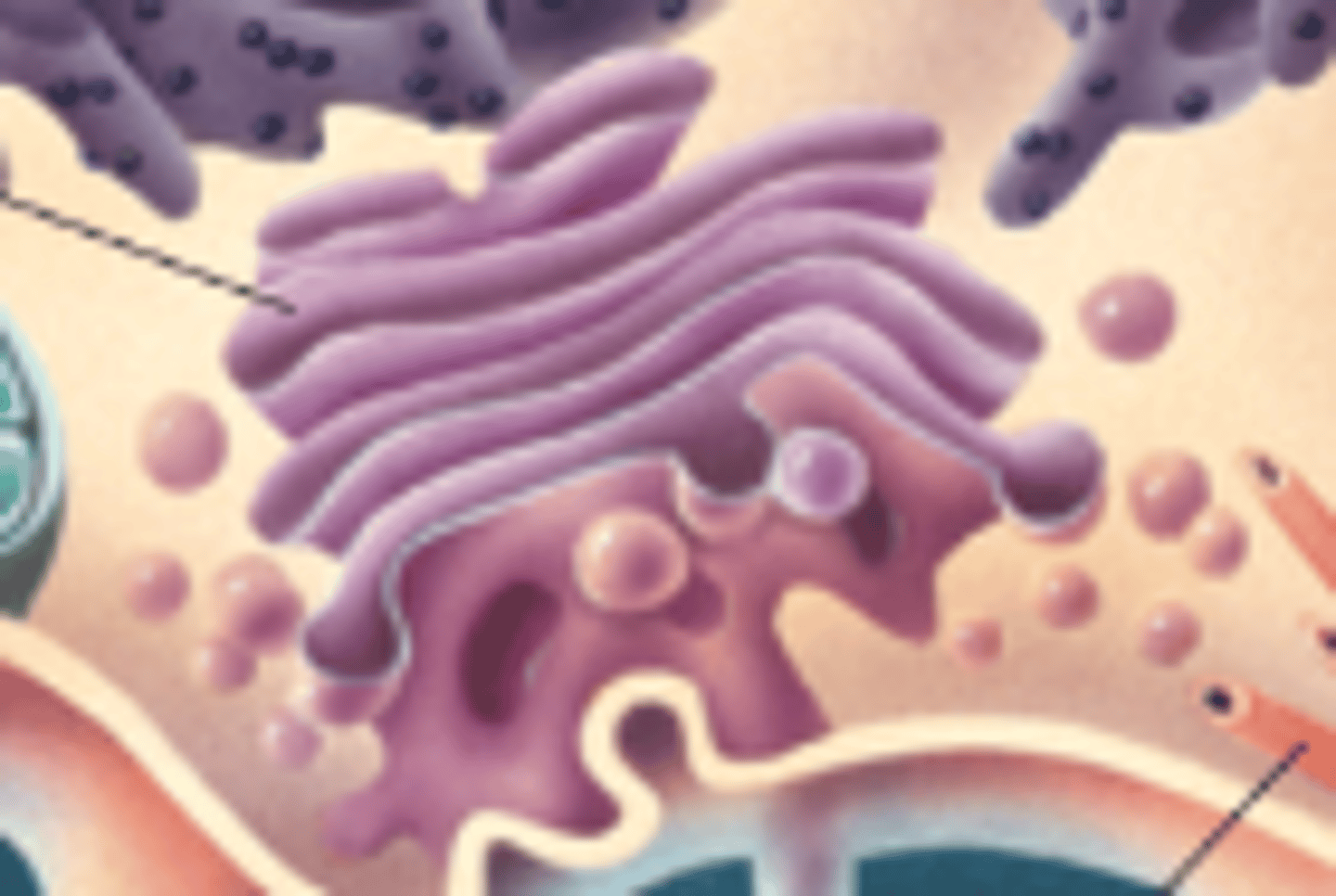 <p>packaging membranes</p>