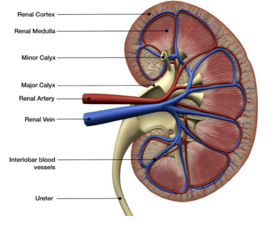 <ul><li><p>Renal artery </p></li><li><p>Oxygenated blood </p></li><li><p>Renal vein</p></li><li><p>Deoxygenated blood </p></li></ul><p></p>