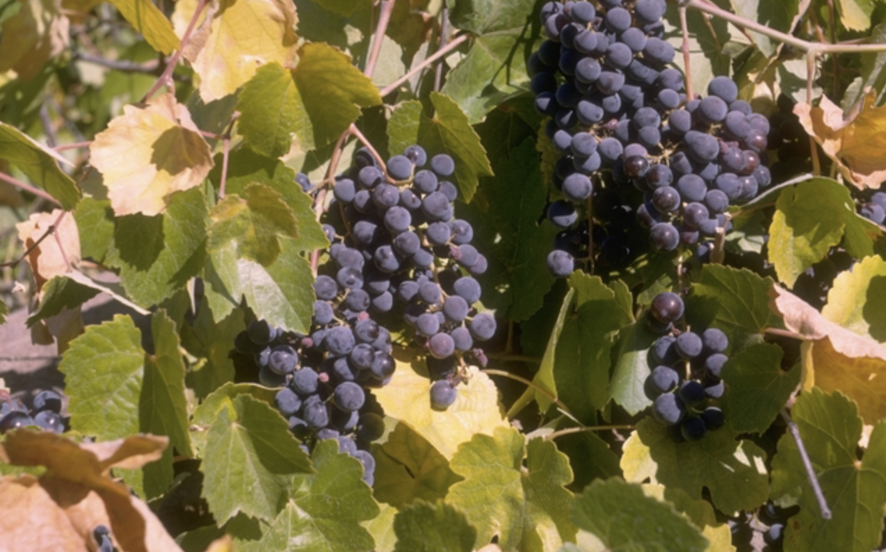 <p>California wild grape</p><p>rounded leave, have small grapes lower half has hairs&nbsp;has tendrils </p>