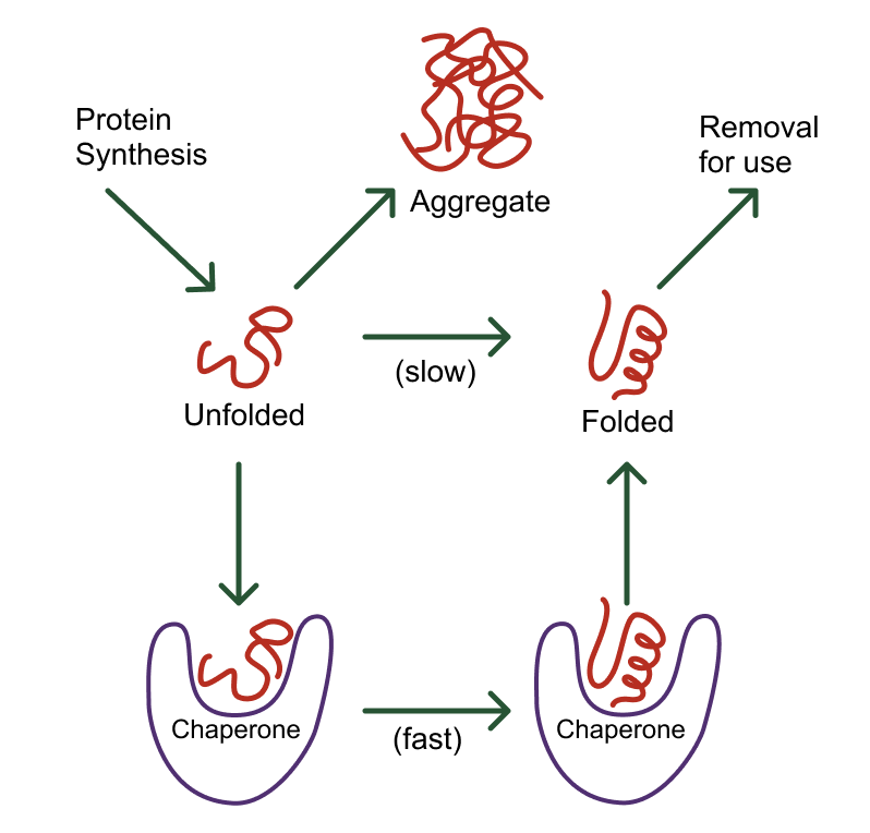 <p>Help proteins fold correctly</p>