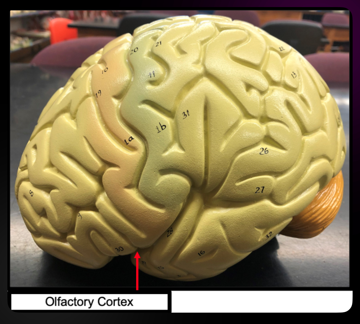 <p>Olfactory Cortex</p>