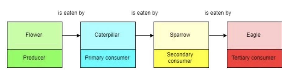 Food chains show the feeding relationships of different organisms and the flow of energy between the organisms.