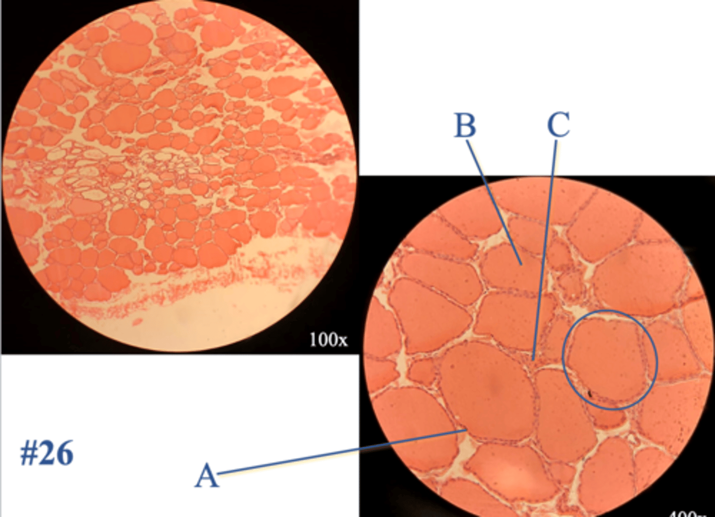 <p>Name the organ</p>