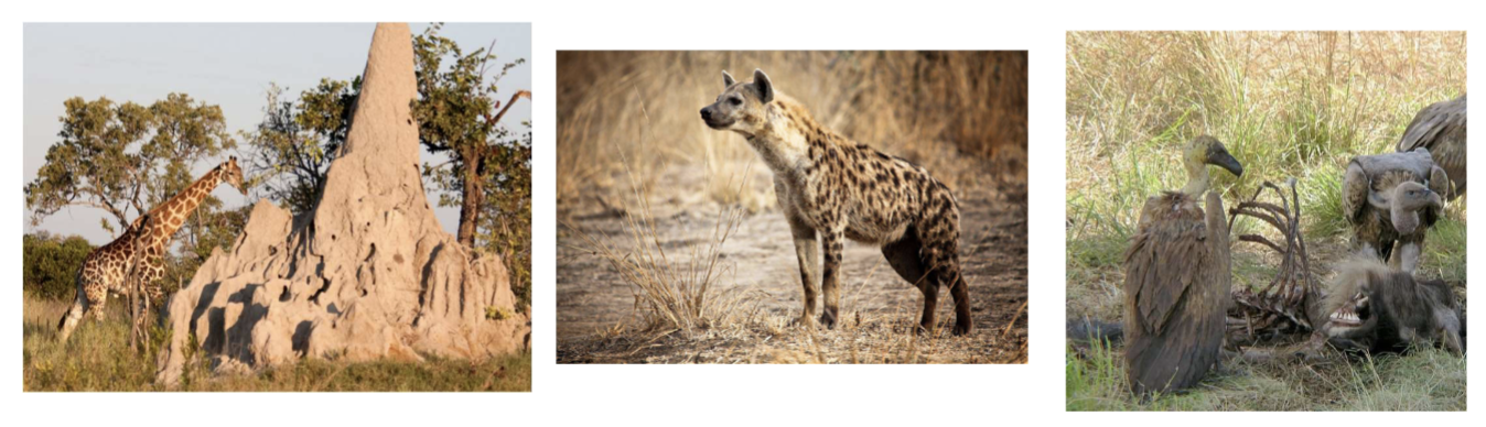 <p><strong>insects, carnivores </strong>(lions and hyenas)<strong>, and scavengers </strong>(vultures)</p>