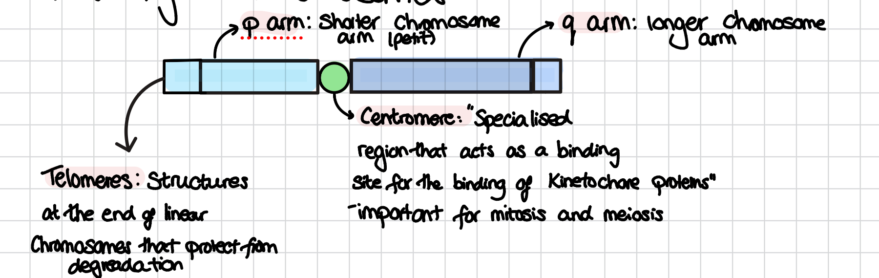 <p>p arm, q arm, telomeres, centromere </p>