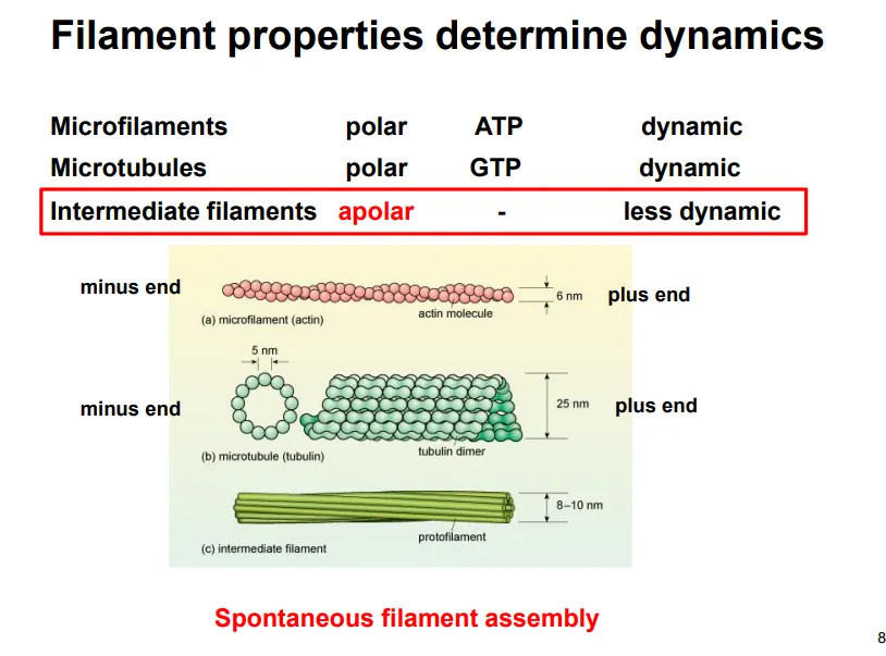 <ul><li><p><strong>actin (micro) filaments</strong>- all eukaryotes, polar, use ATP, dynamic, 7nm</p></li><li><p><strong>tubulin microtubules</strong>- all eukaryotes, polar, use GTP, dynamic, 25nm</p></li><li><p><strong>intermediate filaments </strong>(multiple kinds)- only animals, apolar, don’t use ATP/GTP, less dynamic, 10nm</p></li></ul><p></p>