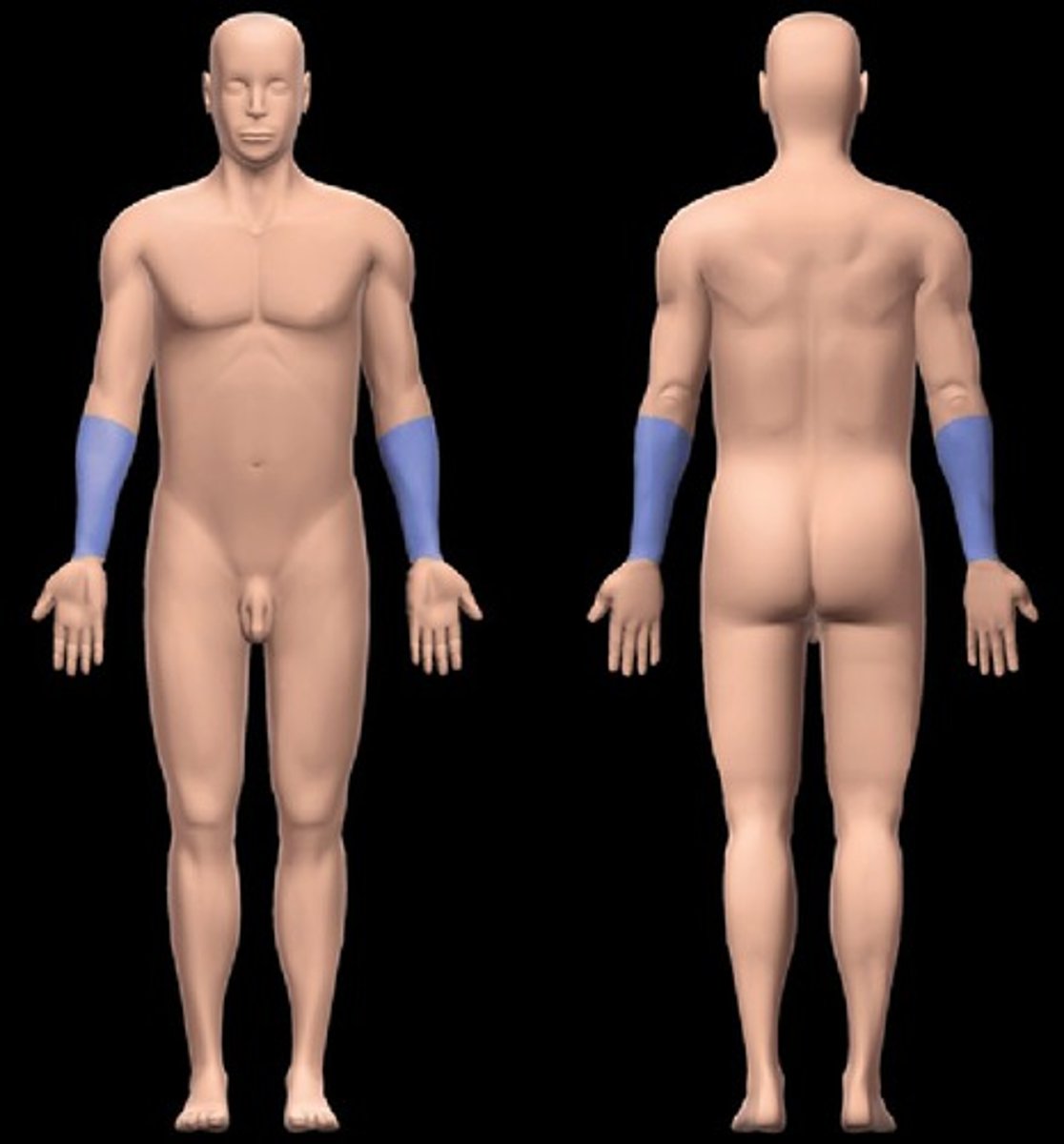 <p>forearm (elbow to wrist)</p>