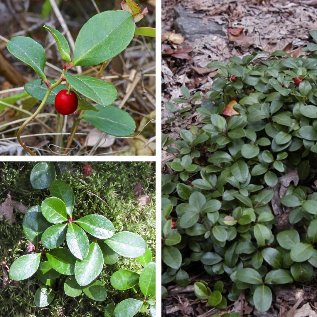 <p>Teaberry</p><p>Thick, waxy leaves, smells like mint, red berries, low to ground</p>