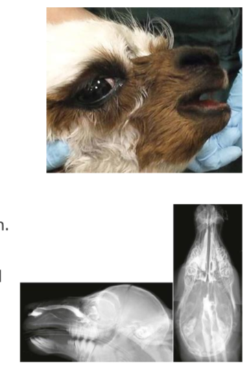 <ul><li><p>congenital and hereditary diseases </p></li><li><p><strong>failure of nares to open during embryogenesis </strong></p></li><li><p>inherited condition </p></li><li><p>nasal obstruction: partial or complete </p></li><li><p>camelids are semi-obligate nasal breathers. complete obstruction leads to death after birth </p></li><li><p>partial obstruction results in a lifespan of 5-8 months (due to kidney absence) </p></li><li><p>symptoms: open-mouthed breathing, stertor, nostril flaring, difficulty eating, high risk for aspiration penumonia </p></li><li><p>nasal fluid test: water flows out when filling the nasal cavity (indicates choanal atresia) </p></li><li><p>rubber tube test: tube inserted through the nose dosesnt pass beyond the eye level</p></li><li><p>nasal endoscopy: visual examination of nasal passages </p></li><li><p>contrast radiography: imaging with contrast to identify obstruciton </p></li><li><p>ultrasound: checks for presence of both kidneys </p></li><li><p>blood work indicators : elevated BUN and creatinine levels indicated absent kidneys </p></li></ul><p>treatment: </p><ul><li><p>surgical correction to open the blocked passage, enabling normal airflow and drainage </p></li></ul><p>prognosis: </p><ul><li><p>typically poor, euthanasia in 90% of cases </p></li></ul><p></p>