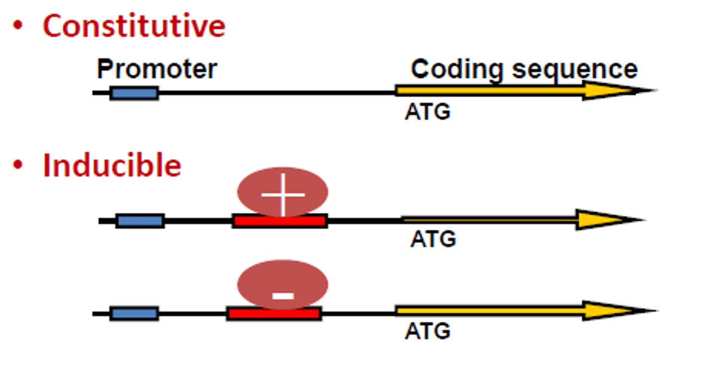 <p>-gene that is expressed all the time and product of gene is always needed</p><p>-they are always on</p><p>-ribosomal proteins, ribosomal RNA, proteins that make up core RNA polymerase</p>