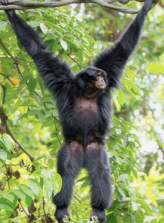 <p>Siamang</p>