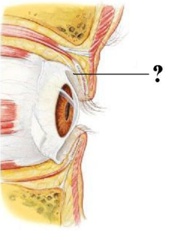 <p><span><span>Identify the indicated layer.</span></span></p>