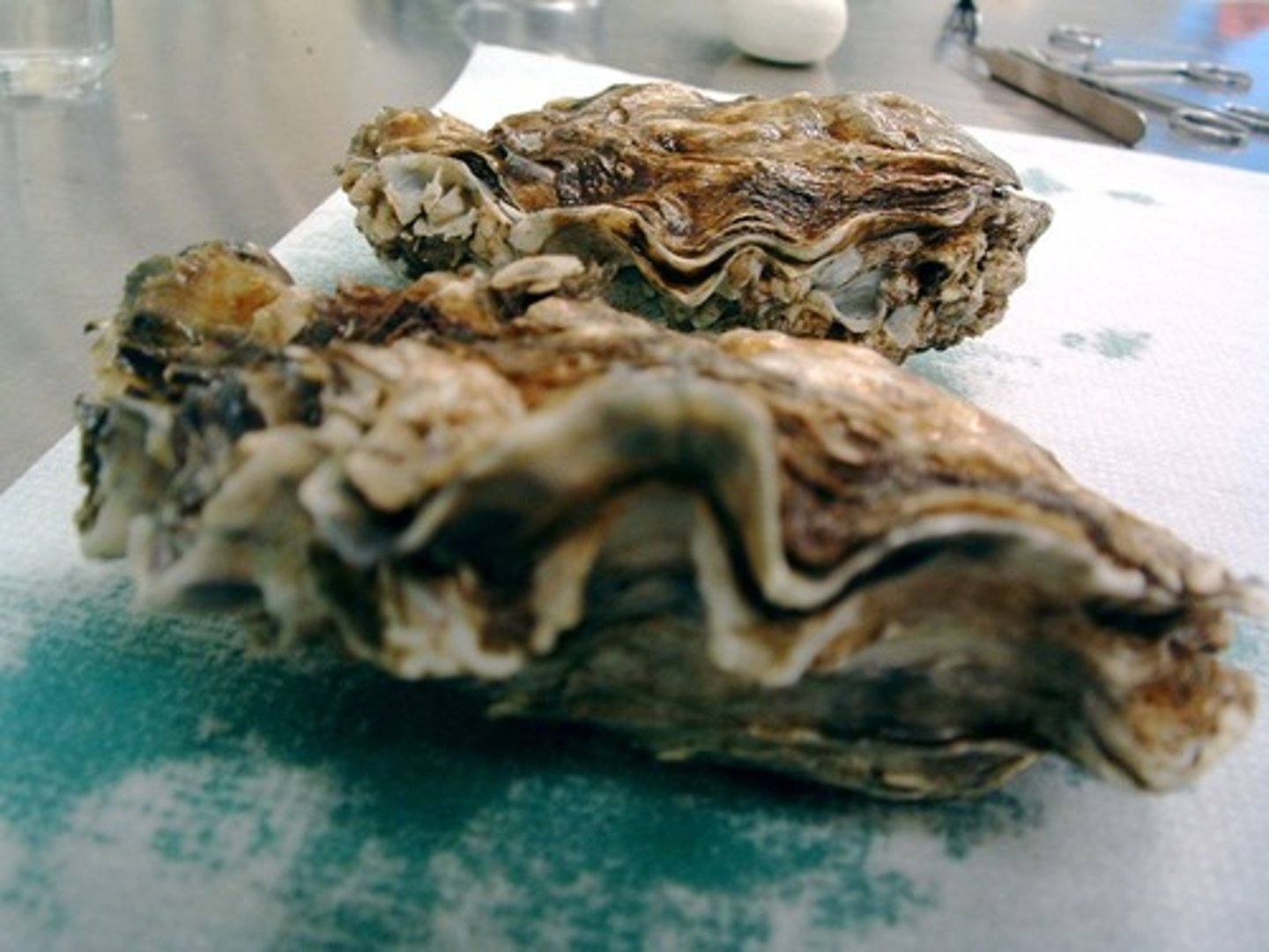 <p>Mollusca, Bivalve</p>